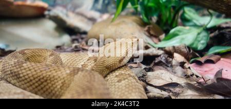 Botrops insularis Schlange, bekannt als die Goldene Lanzenschweine. Endemisch in Ilha da Queimada Grande, vor der Küste des Bundesstaates Sao Paulo, in Brasilien Stockfoto