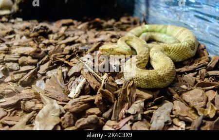 Botrops insularis Schlange, bekannt als die Goldene Lanzenschweine. Endemisch in Ilha da Queimada Grande, vor der Küste des Bundesstaates Sao Paulo, in Brasilien Stockfoto