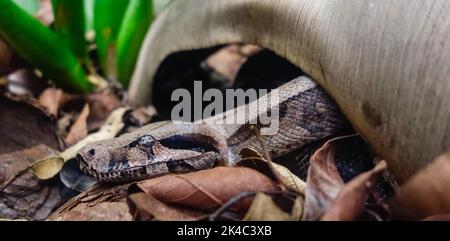 Boa Constrictor Snake, Rotschwanzboa oder die gemeine Boa. Nahaufnahme Stockfoto