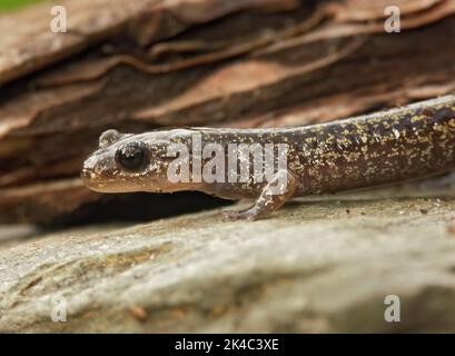 Nahaufnahme eines brasig gefärbten juvenilen japanischen Hokkaido-Salamanders, Hynobius retardatus auf einem Stein Stockfoto