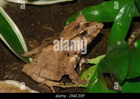 Detaillierte Nahaufnahme von Gunther's Triangle Frog, Cornufer guentheri auf einem Blatt Stockfoto