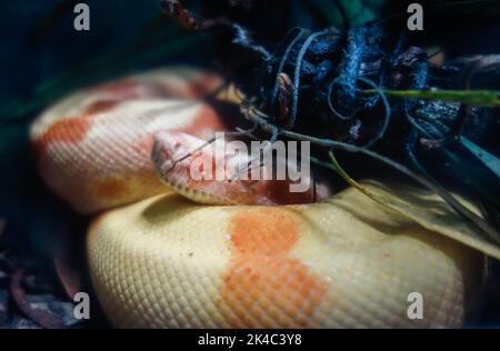 Nahaufnahme einer albine-Pythonschlange, die sich hinter Laub versteckt. Stockfoto