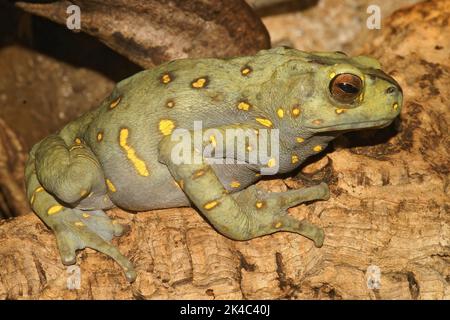 Detailreiche Nahaufnahme einer farbenprächtigen grünen und gelb gepunkteten, arborealen Boulengers asiatischer Baumkröte, Pedostibes hosii Stockfoto