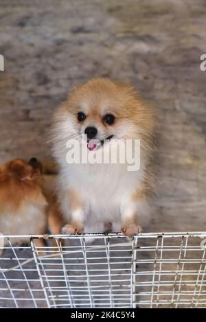 Pommerscher Hund trifft auf einen Besitzer vor der Haustür Stockfoto