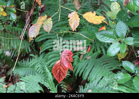 Leaves wechseln im Herbst die Farbe auf einem Bramble Vine mit wilden Beeren Stockfoto