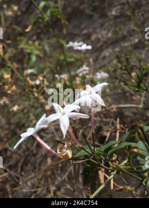 Kleine duftende Blüten von Jasmin Stockfoto