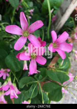 Kleine rosa Blüten im Gras Stockfoto