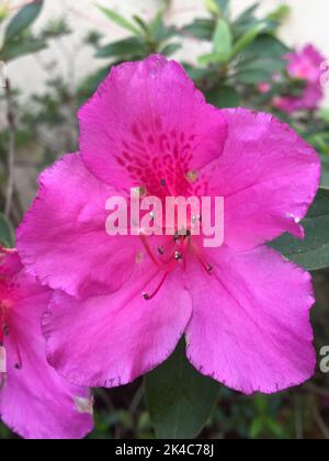 Schöne große Blüten einer Azaleen Stockfoto