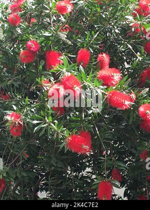 Rote Blüten der Callistemon-Pflanze Stockfoto