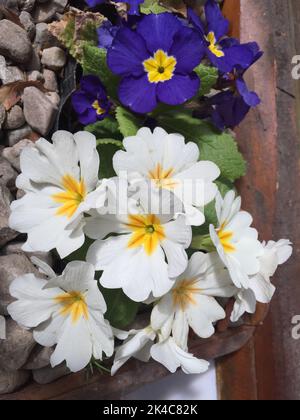 Bunte Blüten einer Primula polyantha Stockfoto