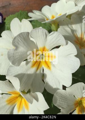 Bunte Blüten einer Primula polyantha Stockfoto