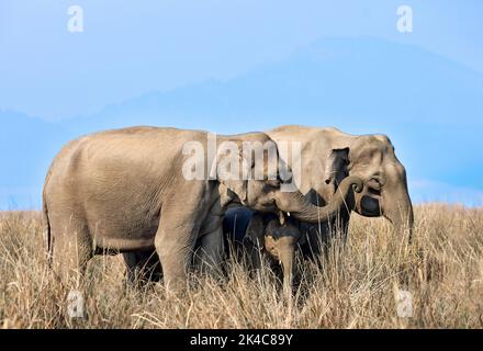 Ein Paar wilder Elefanten mit Kälbern, die in der Dhikala-Zone im Jim-Corbett-Nationalpark in Uttarakhand in Indien grasen Stockfoto