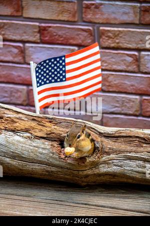 Chipmunk frisst am 4.. juli unter amerikanischer Flagge Erdnüsse Stockfoto