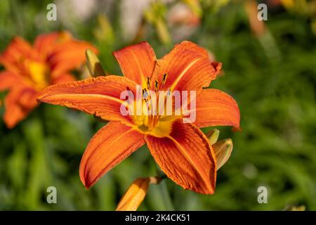 Eine selektive Nahaufnahme einer orangen Tageslilie, Hemerocallis fulva Stockfoto