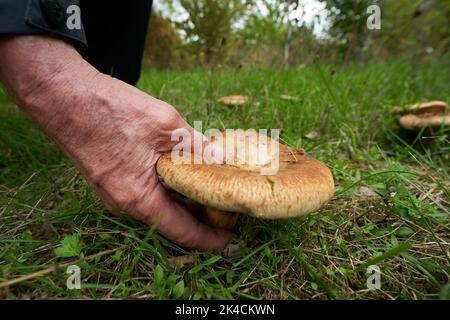 Vallendar, Deutschland. 27. September 2022. Pilzexperte Helmut Kolar hat einen nicht essbaren Pilz der Art Kahler Krempling gefunden. Nach dem häufigen Regen im September besteht Hoffnung auf eine gute Saison mit essbaren Pilzen. (Für dpa erwarten Experten eine gute Pilzsaison trotz langer Dürre) Quelle: Thomas Frey/dpa/Alamy Live News Stockfoto