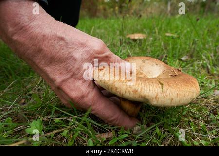 Vallendar, Deutschland. 27. September 2022. Pilzexperte Helmut Kolar hat einen nicht essbaren Pilz der Art Kahler Krempling gefunden. Nach dem häufigen Regen im September besteht Hoffnung auf eine gute Saison mit essbaren Pilzen. (Für dpa erwarten Experten eine gute Pilzsaison trotz langer Dürre) Quelle: Thomas Frey/dpa/Alamy Live News Stockfoto