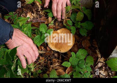 Vallendar, Deutschland. 27. September 2022. Der Pilz-Experte Helmut Kolar hat einen Steinpilz gefunden. Nach dem häufigen Regen im September besteht Hoffnung auf eine gute Saison mit essbaren Pilzen. (Für dpa erwarten Experten eine gute Pilzsaison trotz langer Dürre) Quelle: Thomas Frey/dpa/Alamy Live News Stockfoto