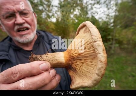 Vallendar, Deutschland. 27. September 2022. Pilzexperte Helmut Kolar hat einen nicht essbaren Pilz der Art Kahler Krempling gefunden. Nach dem häufigen Regen im September besteht Hoffnung auf eine gute Saison mit essbaren Pilzen. (Für dpa erwarten Experten eine gute Pilzsaison trotz langer Dürre) Quelle: Thomas Frey/dpa/Alamy Live News Stockfoto