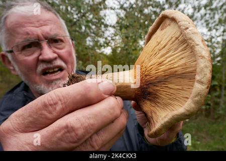 Vallendar, Deutschland. 27. September 2022. Pilzexperte Helmut Kolar hat einen nicht essbaren Pilz der Art Kahler Krempling gefunden. Nach dem häufigen Regen im September besteht Hoffnung auf eine gute Saison mit essbaren Pilzen. (Für dpa erwarten Experten eine gute Pilzsaison trotz langer Dürre) Quelle: Thomas Frey/dpa/Alamy Live News Stockfoto