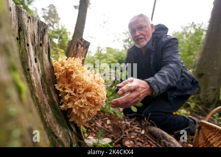 Vallendar, Deutschland. 27. September 2022. Der Pilzexperte Helmut Kolar hat einen Pilz, eine lockige Henne, gefunden. Nach dem häufigen Regen im September besteht Hoffnung auf eine gute Saison mit essbaren Pilzen. (Für dpa erwarten Experten eine gute Pilzsaison trotz langer Dürre) Quelle: Thomas Frey/dpa/Alamy Live News Stockfoto