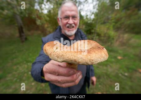 Vallendar, Deutschland. 27. September 2022. Pilzexperte Helmut Kolar hat einen nicht essbaren Pilz der Art Kahler Krempling gefunden. Nach dem häufigen Regen im September besteht Hoffnung auf eine gute Saison mit essbaren Pilzen. (Für dpa erwarten Experten eine gute Pilzsaison trotz langer Dürre) Quelle: Thomas Frey/dpa/Alamy Live News Stockfoto