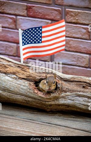 Der Streifenhörnchen guckert unter einer hellen amerikanischen Flagge aus einem hohlen Baumstamm Stockfoto