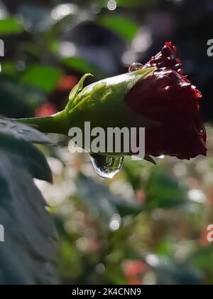 Eine vertikale Nahaufnahme eines schönen roten Hibiskus mit grünen Blättern auf einem unscharfen Hintergrund mit Bokeh in einem sonnigen Park Stockfoto