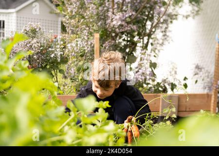 Kleiner lächelnder Junge, der in einem Garten Karotten pflückt. Hochwertige Fotos Stockfoto