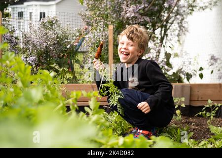 Kleiner lächelnder Junge, der in einem Garten Karotten pflückt. Hochwertige Fotos Stockfoto