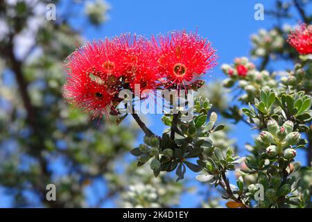 Rote blühende Eukalyptusblume (Corymbia), Westaustralien Stockfoto