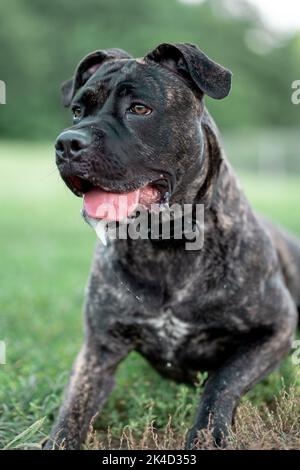 Eine Nahaufnahme eines schönen italienischen Mastiff-Welpen mit einer langen ausgestreckten Zunge in einem sonnigen grünen Feld Stockfoto