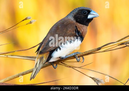 Eine Nahaufnahme eines kastanienreihigen Mannikinvogels, der auf einem Zweig eines Baumes thront Stockfoto