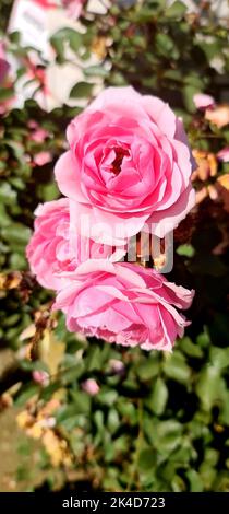 Eine vertikale Nahaufnahme von rosa Rosen, die in einem Garten wachsen Stockfoto