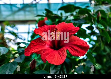 Die roten Blüten des chinesischen Hibiskus blühen Stockfoto