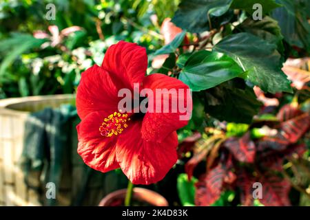 Die roten Blüten des chinesischen Hibiskus blühen Stockfoto