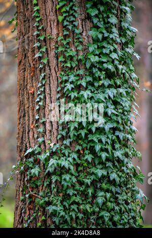 Nahaufnahme Ivy wächst auf einem alten großen Baum Stockfoto