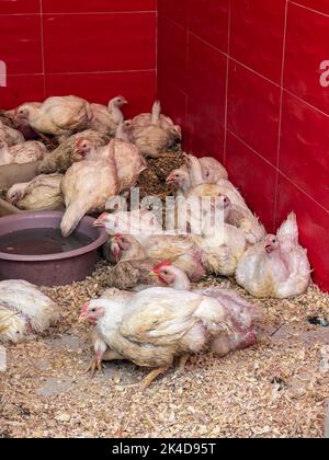 Weiße Hühner bleiben in einem Geschäft in Marokko Stockfoto