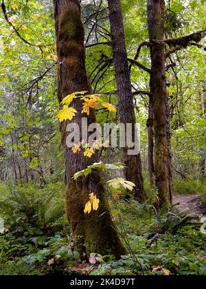 Drei große Ahornbäume in einem Regenwald von Vancouver Island mit leuchtend orangefarbenen und gelben Blättern aus dem frühen Herbst am Stamm des nächsten Baumes. Stockfoto