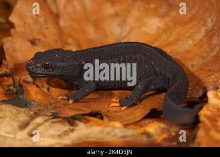 Nahaufnahme eines schwarzen terrestrischen kritisch endagerierten chinesischen Mangshan-Krokodils Newt, Tylototriton lizhengchangi auf einem getrockneten Blatt sitzend Stockfoto