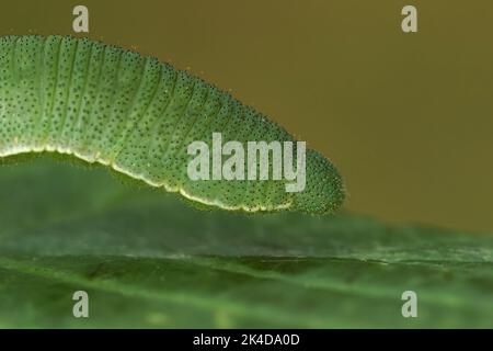 Nahaufnahme der grünen Raupe des Brimstone-Schmetterlings, Gonepteryx rhamni im Garten Stockfoto