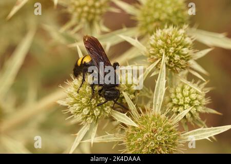 Nahaufnahme einer harmlosen medieterranischen schwarz-gelben Skolidwespe, Scolia hirta auf dem Felderyngo, Eryngium campestre Stockfoto