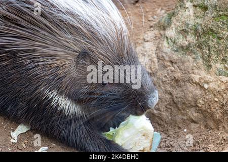 Das Kapschwein (Hystrix africaeaustralis) ernährt sich von Gemüse Stockfoto