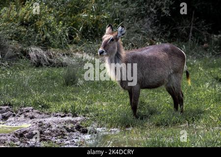 Weiblicher Wasserbock in der Natur Stockfoto