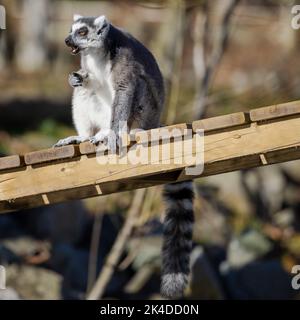 Der Ringschwanz-Lemur (Lemur catta), der im Zoo auf einer Holzfläche sitzt Stockfoto
