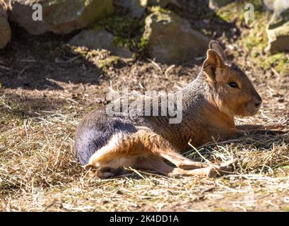 Die Patagonische mara (Dolichotis patagonum), ein relativ großes Nagetier der mara-Gattung Dolichotis Stockfoto