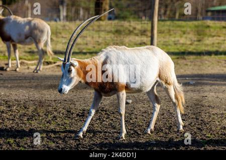 Der Quallen-Oryx (Oryx dammah), auch bekannt als der Quallen-Oryx Stockfoto