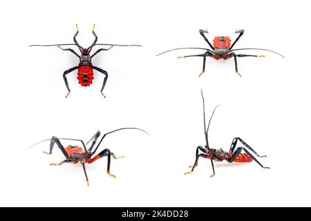 Gruppe von roten Assassinen-Bug auf weißem Hintergrund isoliert. Tier. Insekt. Stockfoto