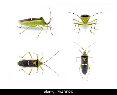 Gruppe von grünen Hülsenbussen (Hemiptera) isoliert auf weißem Hintergrund. Tier. Insekt. Stockfoto