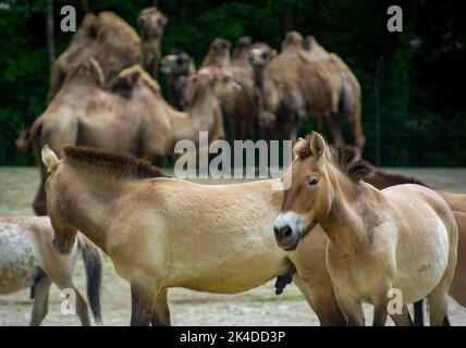 Eine flache Aufnahme von Przewalskis Wildpferden (Equus ferus przewalskii) oder auch als Takhi bekannt Stockfoto
