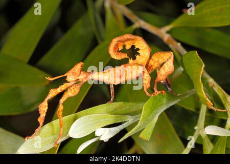 Spiny Leaf Insekt, Extatosoma tiaratum. Weiblich, auch bekannt als Macleys Spectre Stick Insekte, Riesen Prickly Stick Insekte und Australian Walking Stick Stockfoto